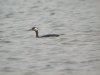 Red-necked Grebe at Paglesham Lagoon (Steve Arlow) (42259 bytes)